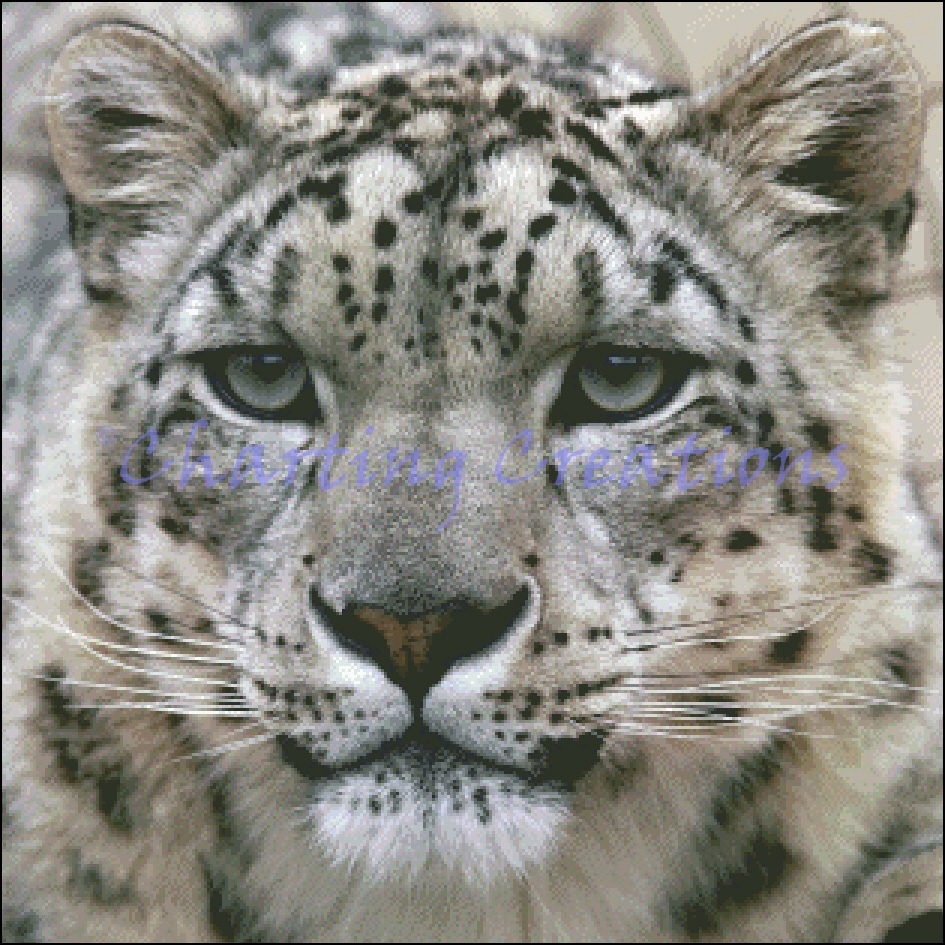 Small Snow Leopard Stare